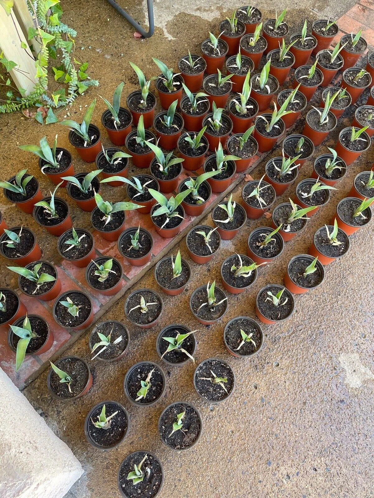 4 Blue Agave Plant Planter Tequilana Azul Indoor/Outdoor Home Decor Succulent