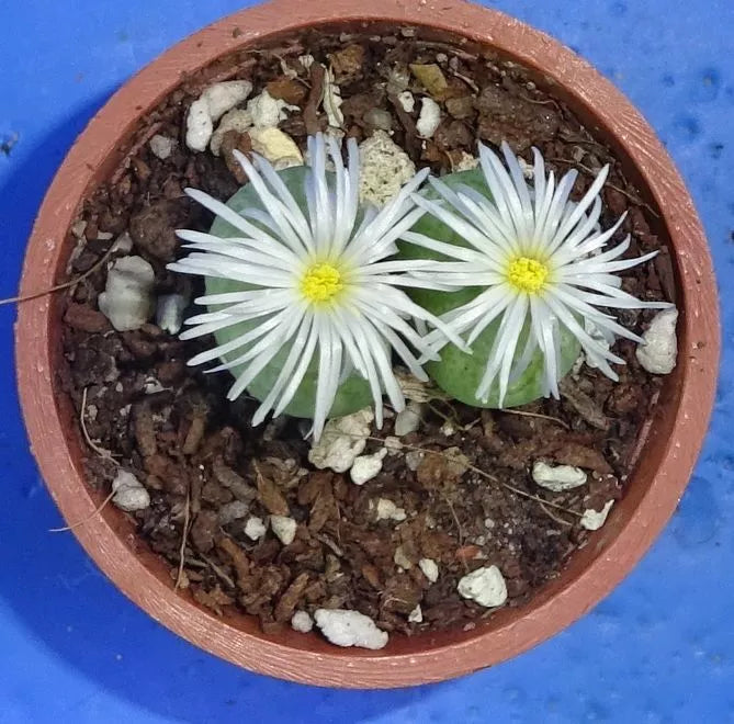 Conophytum ficiforme, 2 heads!, Phyto available