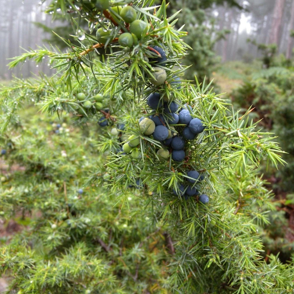 COMMON JUNIPER Juniperus Communis - 5+ SEEDS
