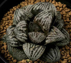 HW115 Haworthia splendens 'PEARL', Phyto available