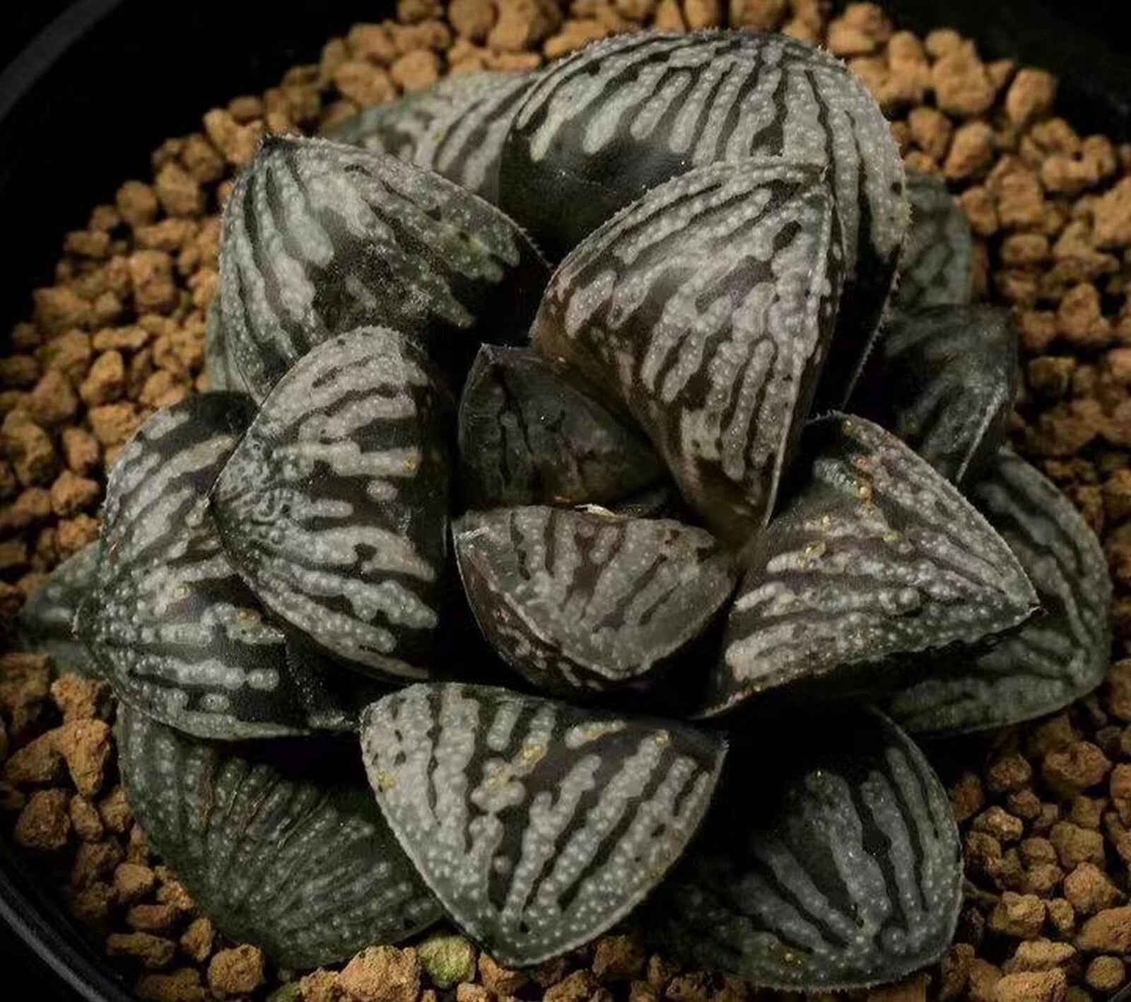 HW115 Haworthia splendens 'PEARL', Phyto available