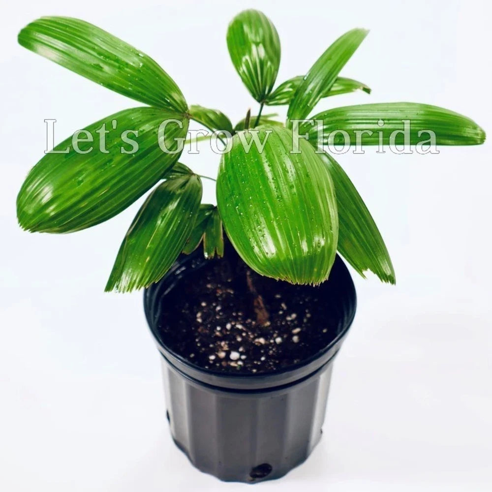 Rhapis Koban, ¡®The Puffy Leaf Japanese Lady Palm¡¯
