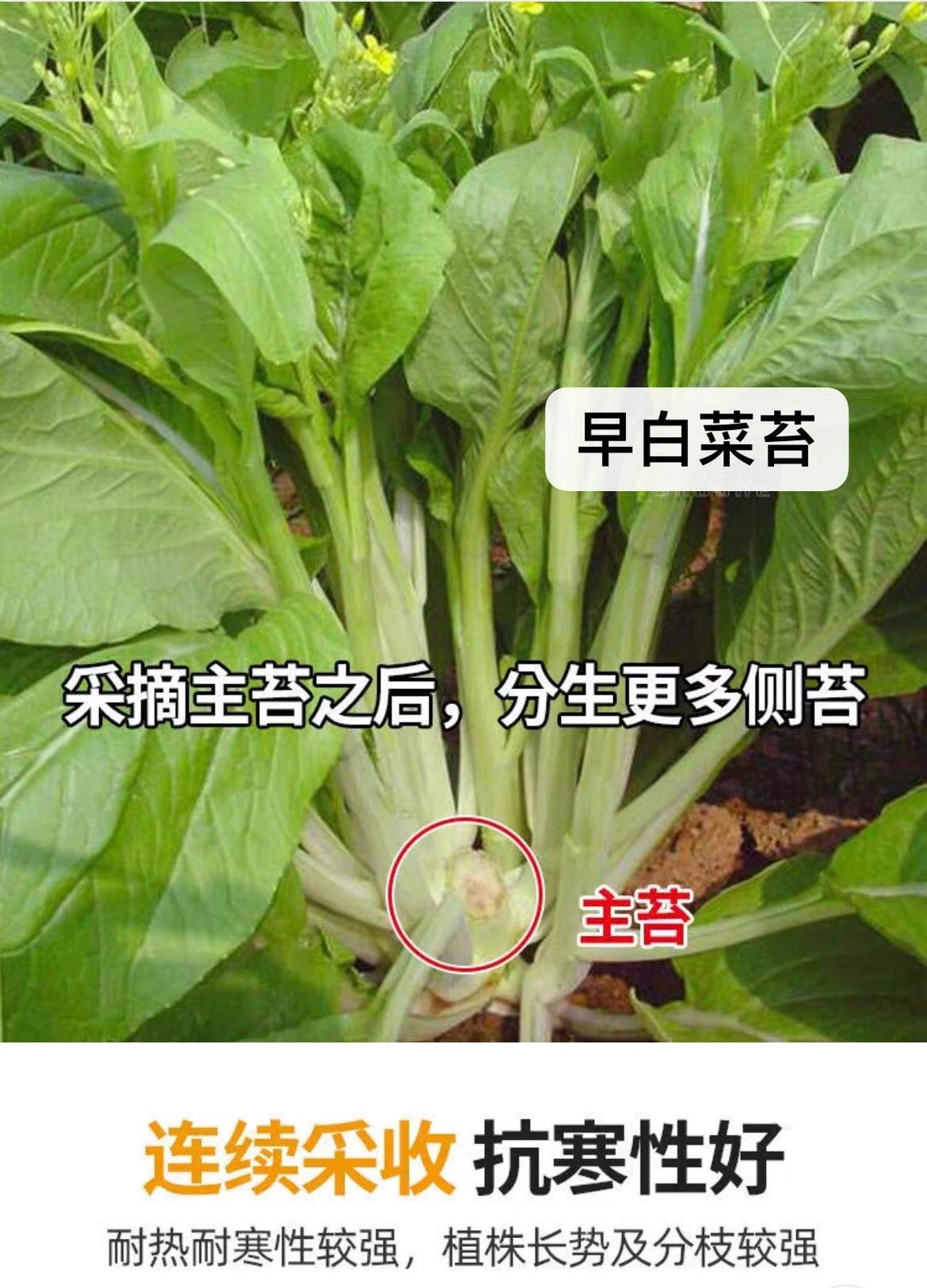 300+ early bok choy tai seeds 300 2025