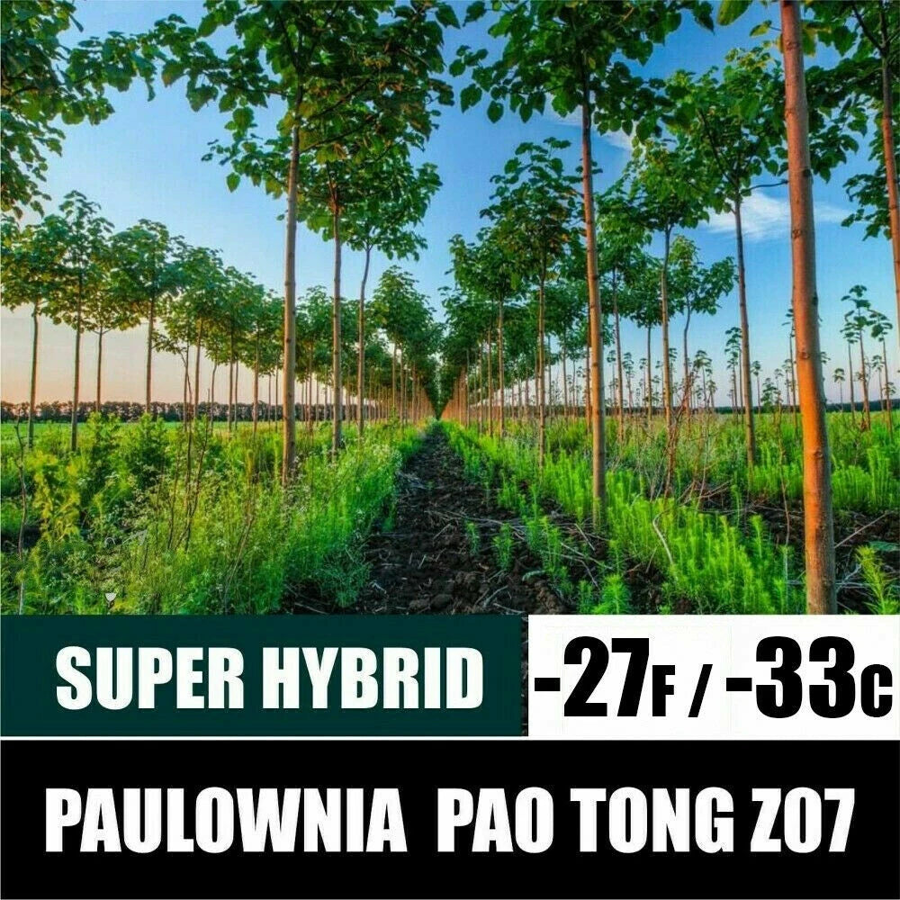 PAULOWNIA PAO TONG Z07 Paulownia Hybrid - 5000+ SEEDS
