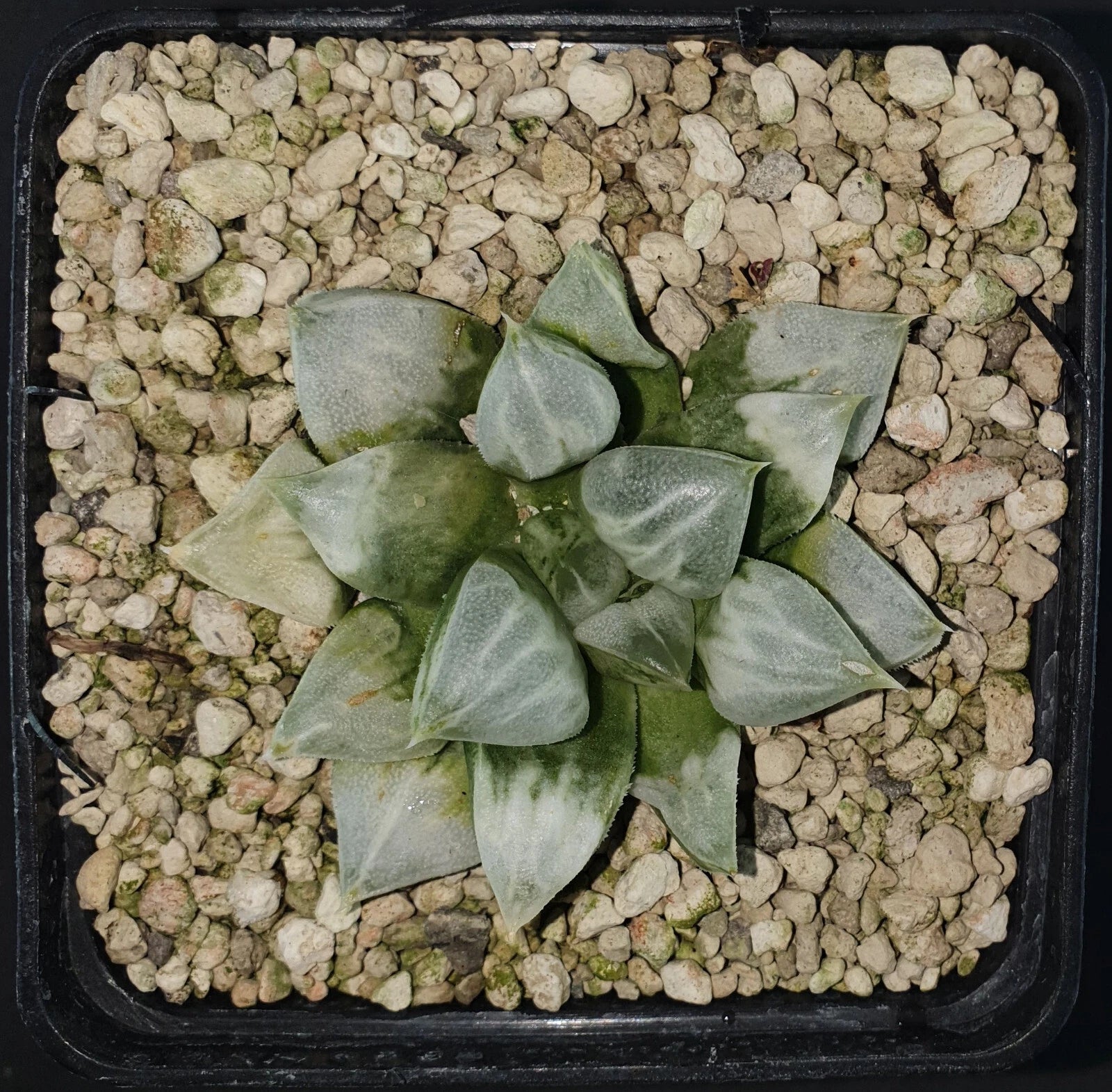 HW137 Haworthia splendens 'LOVEHEARTS', Phyto available
