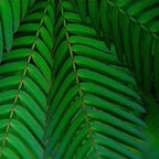 SENSITIVE PLANT Mimosa Pudica - 50+ SEEDS