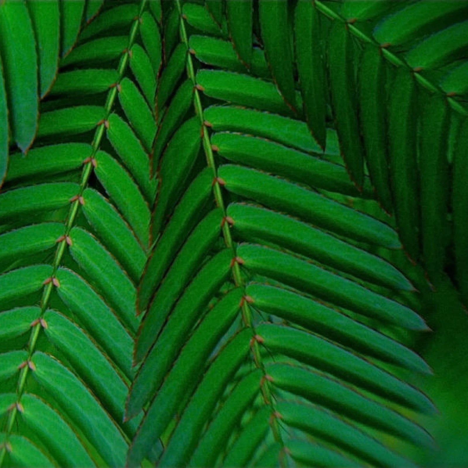 SENSITIVE PLANT Mimosa Pudica - 50+ SEEDS