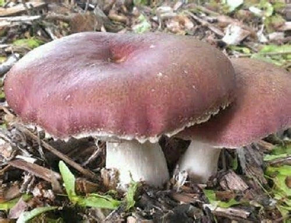 1 LB Wine Cap mushroom Grain Spawn US Seller!!!