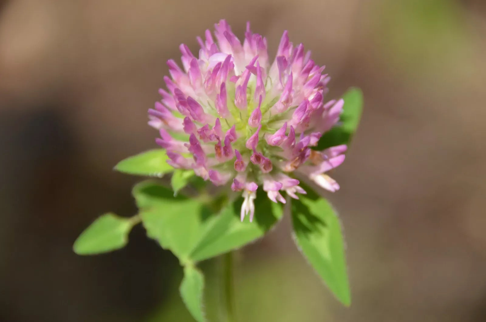 1000 Mammoth Red Clover Seeds - Trifolium pratense Mammoth - Non-GMO Seeds