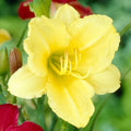 25 YELLOW STELLA DE ORO DAYLILY SEEEDS