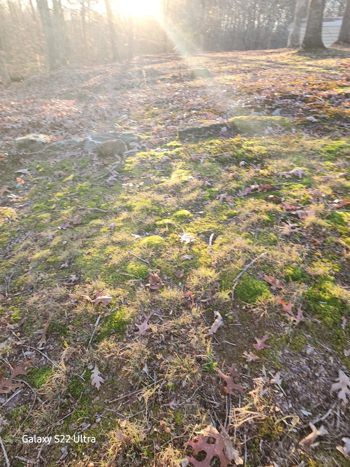 10 QUART Bags Full Kentucky Live Mix Cushion, Mood & Fern Moss Assortment