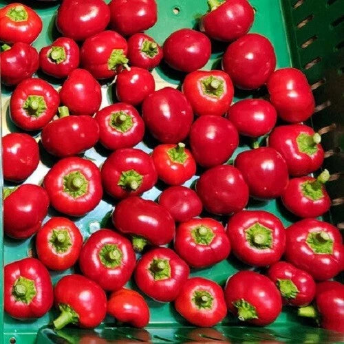 20x Mexibell Hybrid | 2025 Season | Non-GMO Organic Hot Pepper Seeds | FREE SHIP