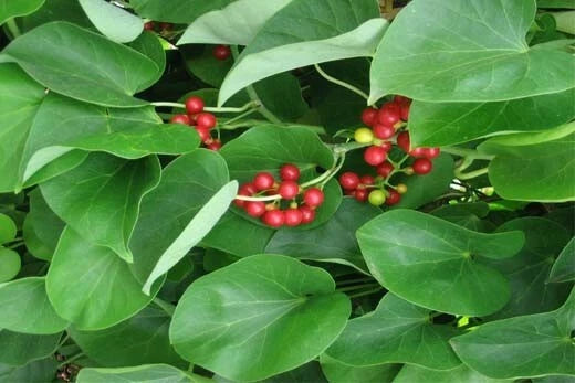 Tinospora cordifolia | Kanda Amrta | Moonseed | Guduchi | Giloy | 10_Seeds
