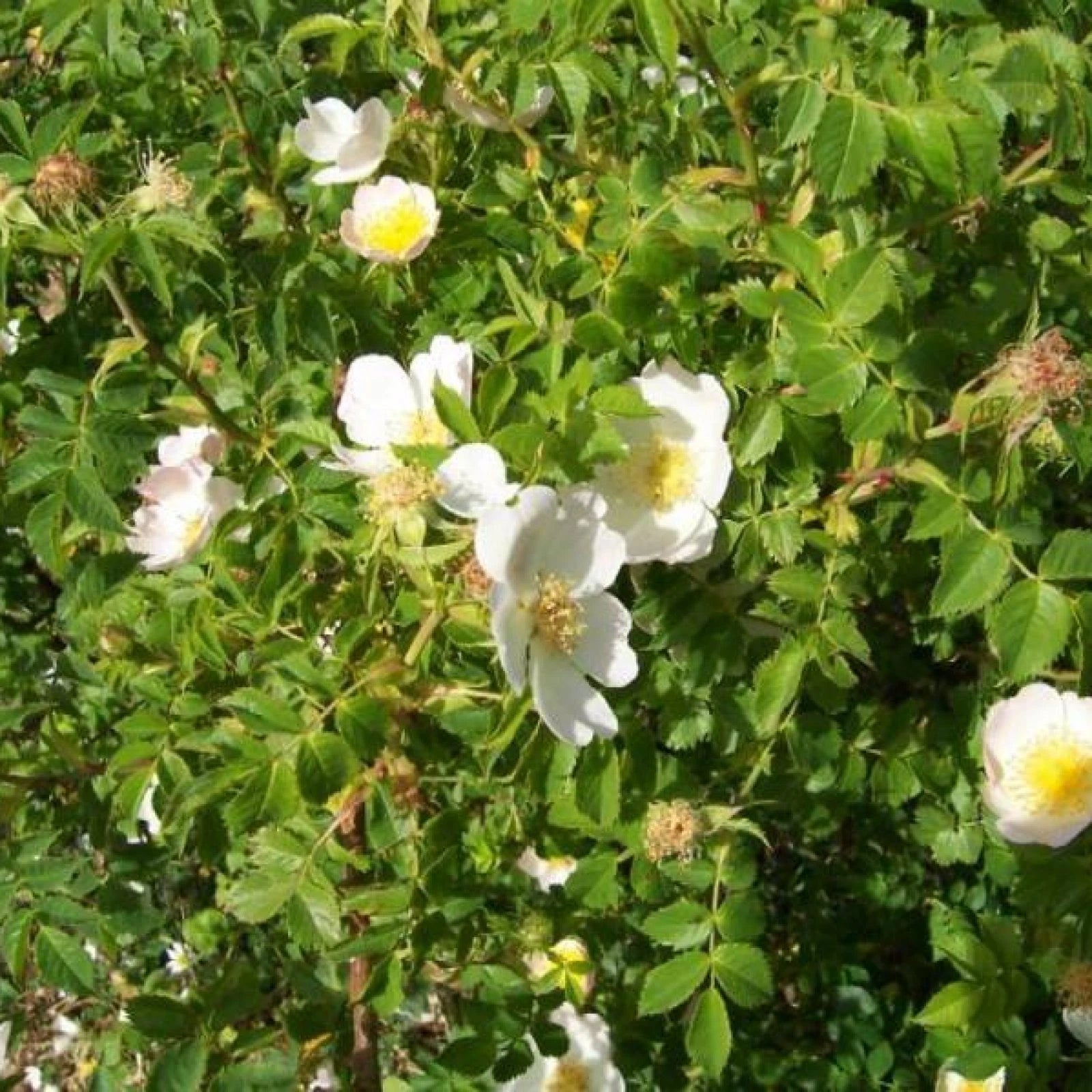 DOG ROSE Rosa Canina - 50+ SEEDS