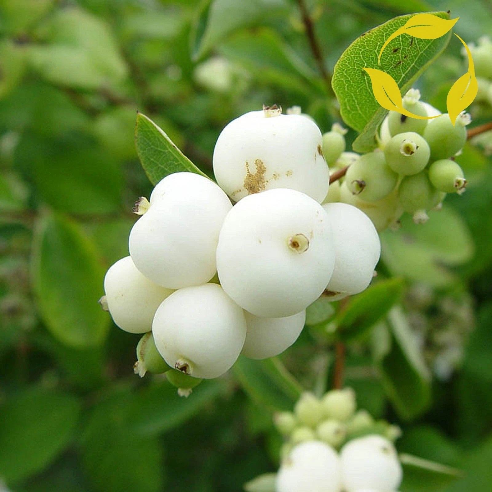 SNOWBERRY Symphoricarpos Albus - 10 SEEDS