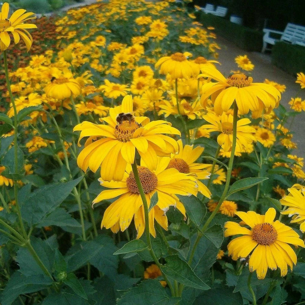 OX EYE SUMMER SUN Heliopsis Helianthoides Scabra - 50 SEEDS