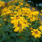 OX EYE SUMMER SUN Heliopsis Helianthoides Scabra - 50 SEEDS