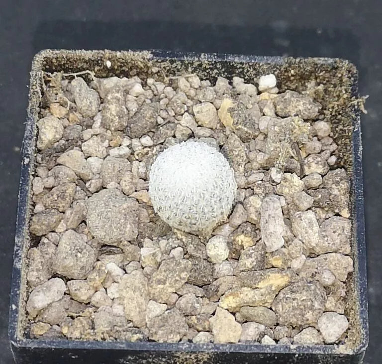 Epithelantha ilariae, Bustamente, NL.,  read description!,  read description!