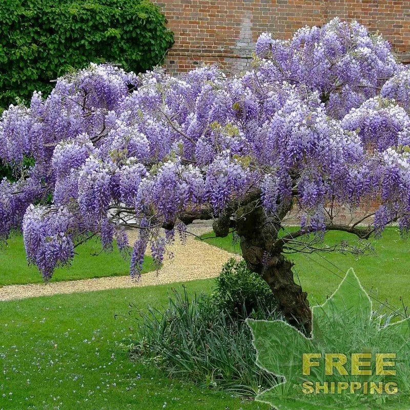 CHINESE BLUE WISTERIA Wisteria Sinensis - 5 SEEDS. FREE S&H