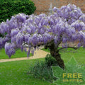 CHINESE BLUE WISTERIA Wisteria Sinensis - 5 SEEDS. FREE S&H