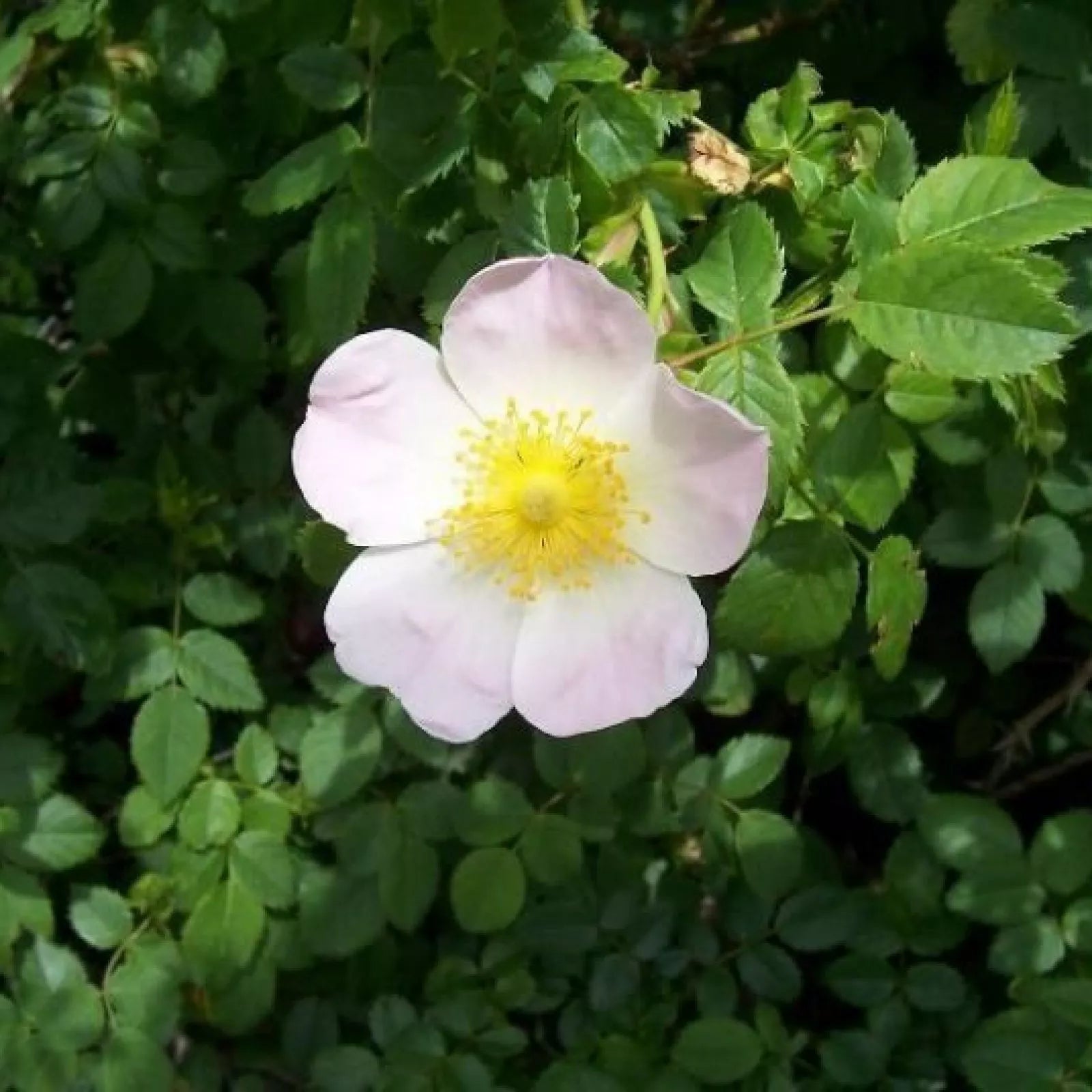DOG ROSE Rosa Canina - 50+ SEEDS