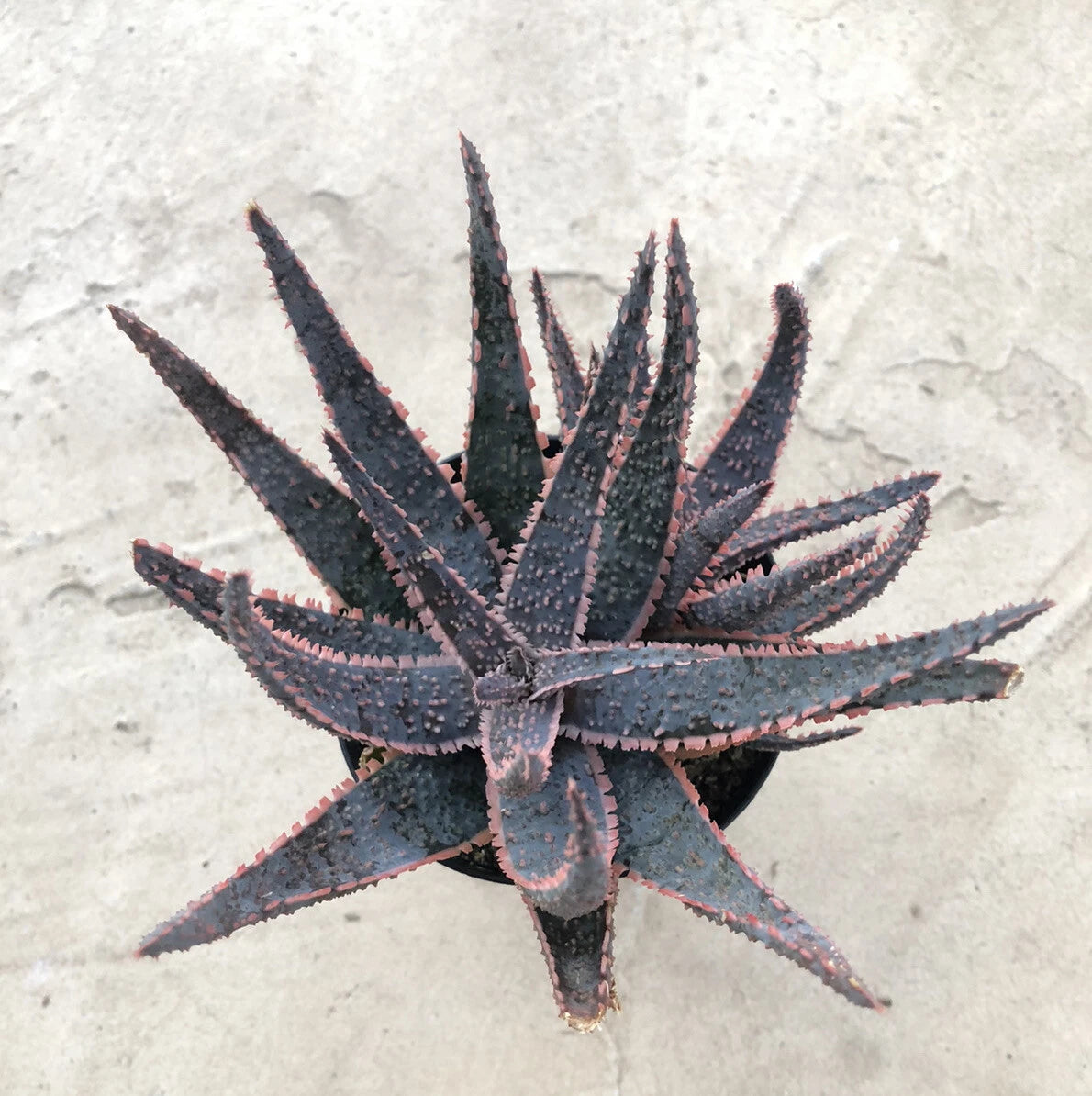 Aloe, 'Purple Haze', Comes in a 3.5 Pot
