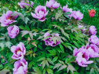 12 / 50 / 100 Seeds Tree Peony, Paeonia Rockii  - Hardy Perennial Flower