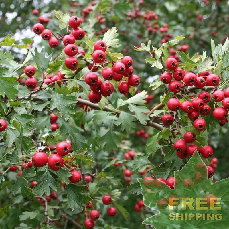 ENGLISH ONESEED HAWTHORN Crataegus Monogyna - 10 SEEDS. FREE S&H