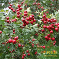 ENGLISH ONESEED HAWTHORN Crataegus Monogyna - 10 SEEDS. FREE S&H