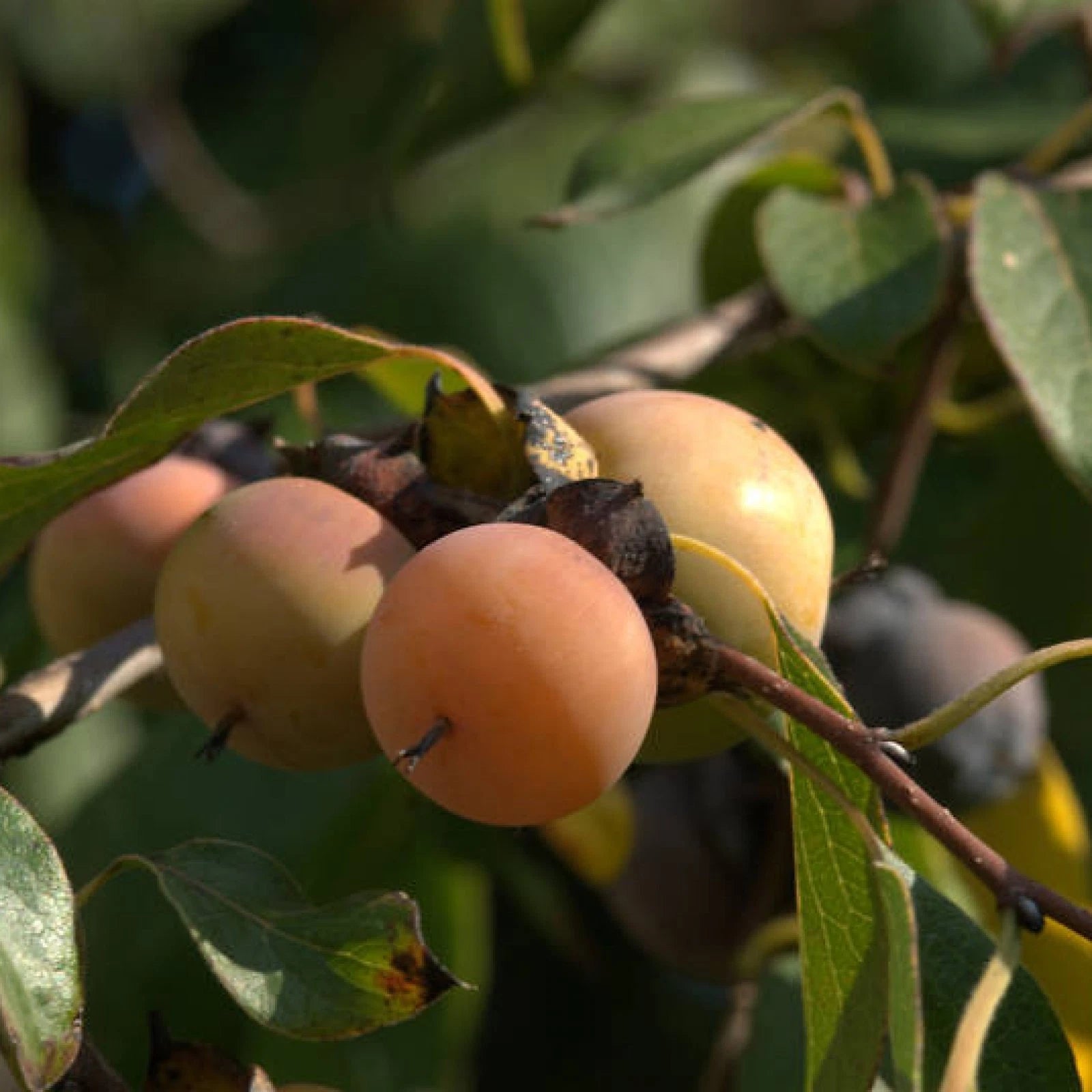 DATE PLUM PERSIMMON Diospyros Lotus - 5 SEEDS