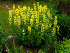 CAROLINA LUPINE Thermopsis caroliniana villosa - 10+ SEEDS