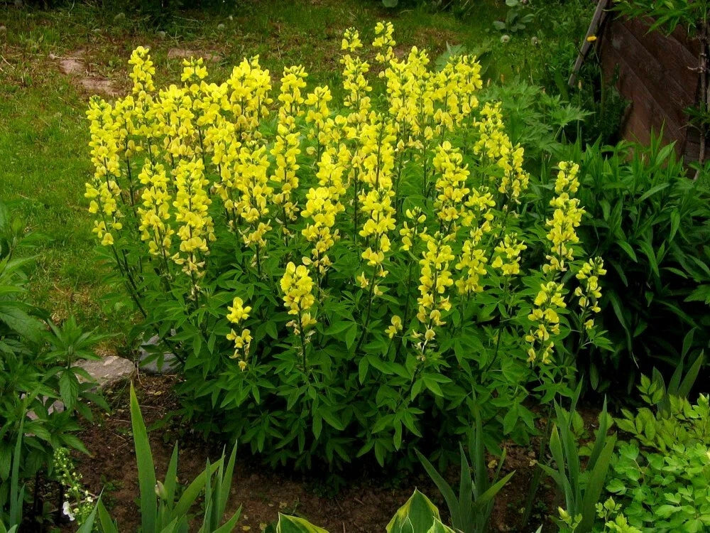 CAROLINA LUPINE Thermopsis caroliniana villosa - 10+ SEEDS
