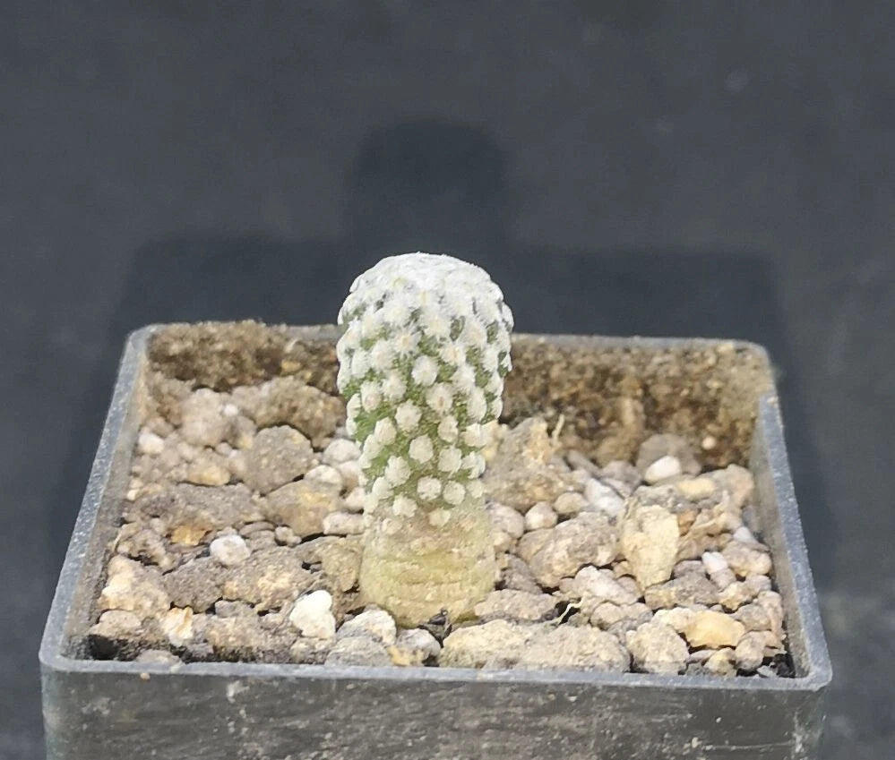 Pelecyphora strobiliformis Viesca, SLP,   read description!