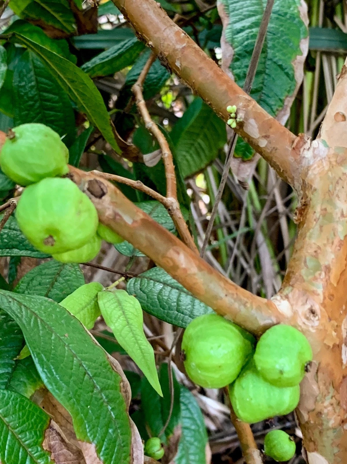 White Jaboticaba Plinia Aureana Large Leaf Brazilian Grape Fruit Tree Pot Plant