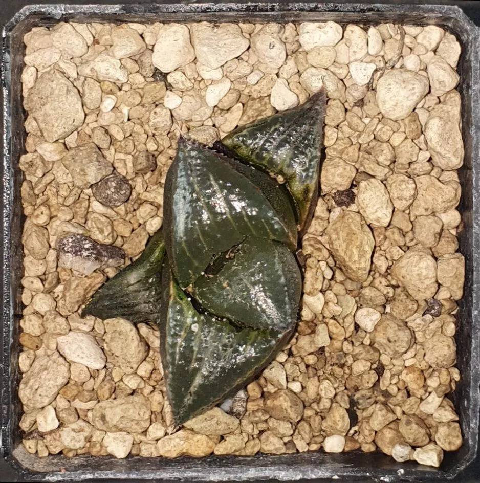 HW122 Haworthia badia 'PINKY', Phyto available