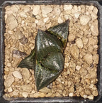 HW122 Haworthia badia 'PINKY', Phyto available