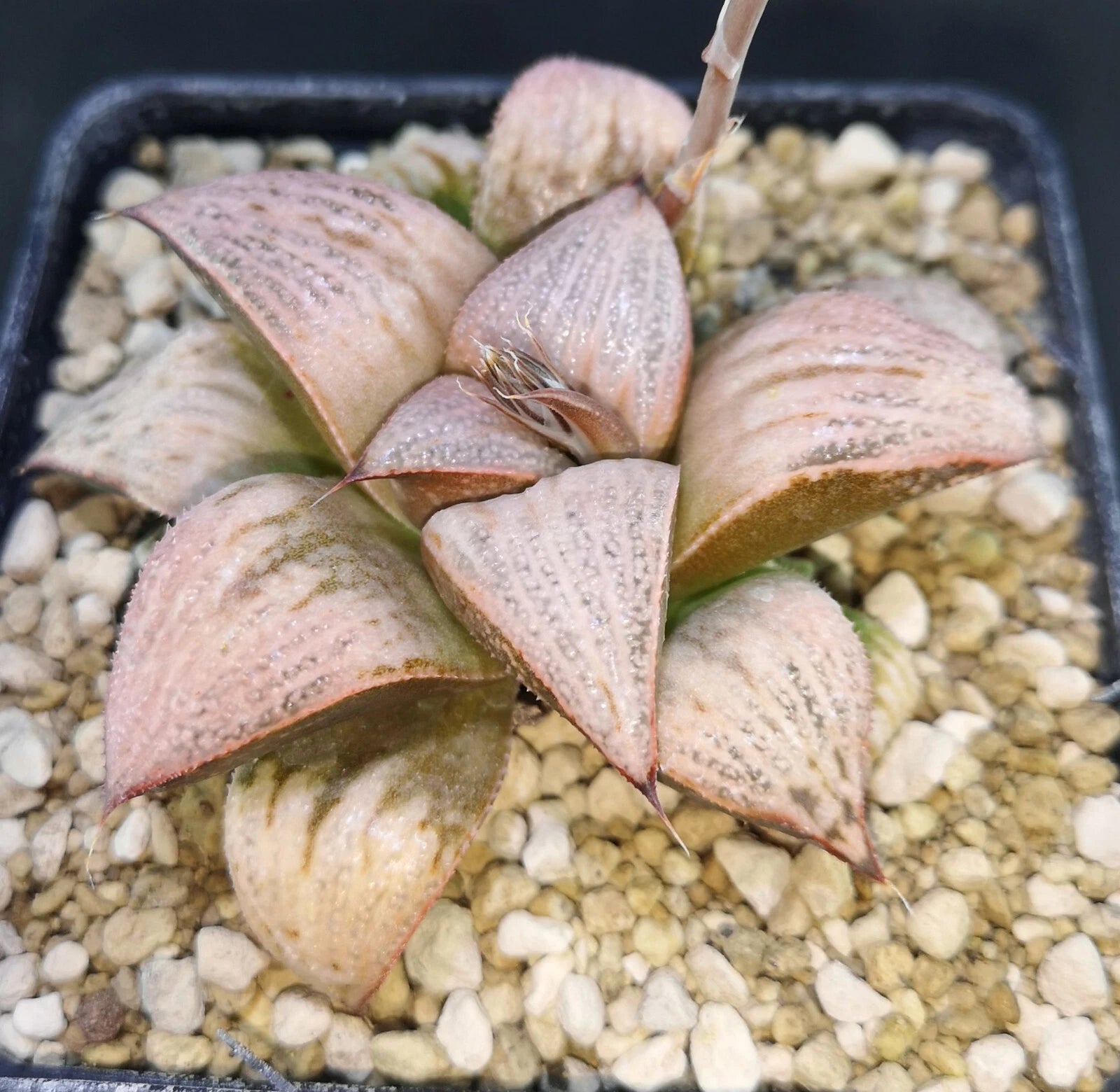 HW162 Haworthia splendens 'PRINCESS KAZUNOMIYA', Phyto available