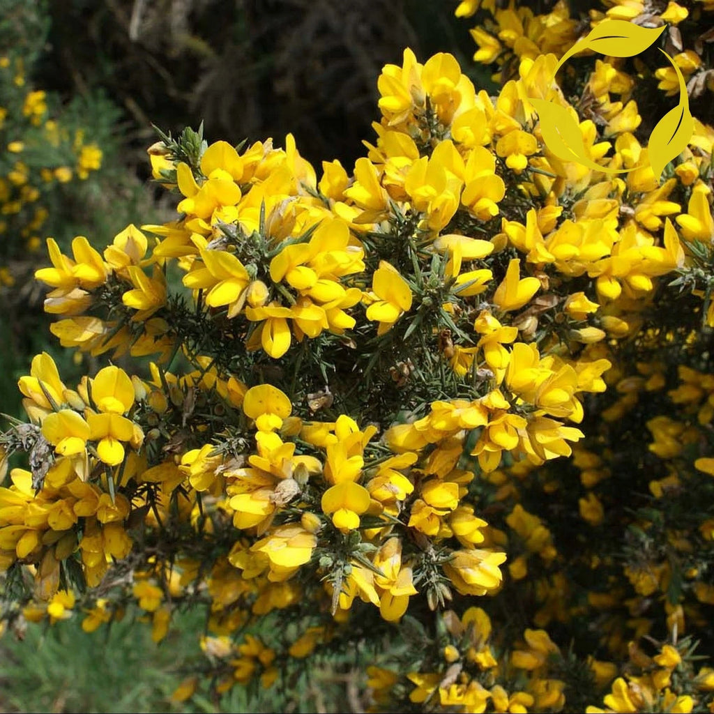 GORSE Ulex Europaeus - 30+ SEEDS