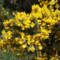 GORSE Ulex Europaeus - 30+ SEEDS