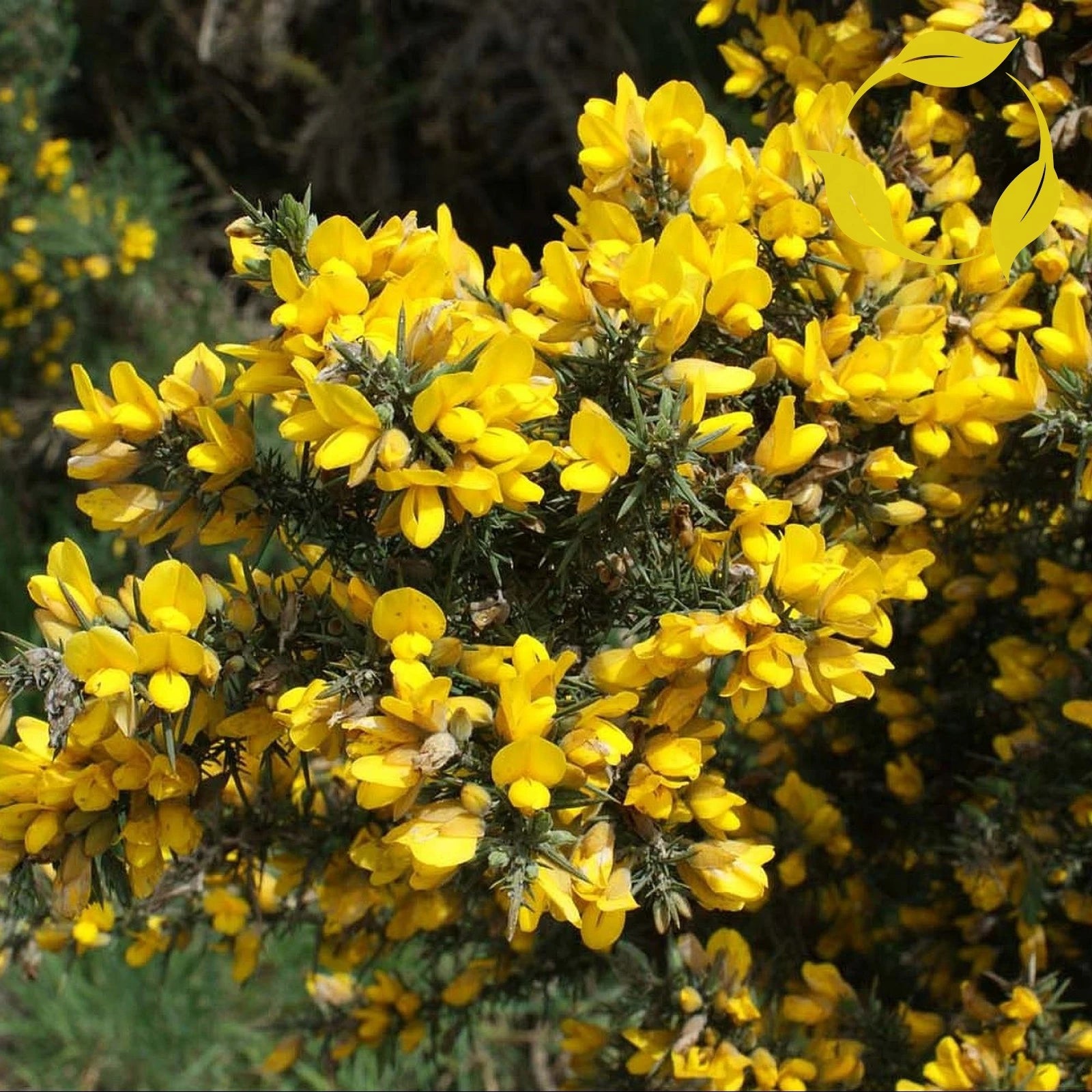 GORSE Ulex Europaeus - 30+ SEEDS