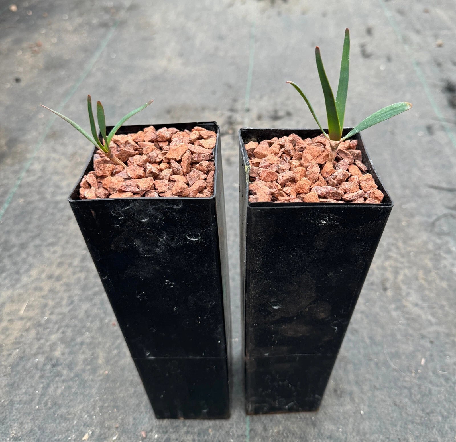 Welwitschia mirabilis regular size