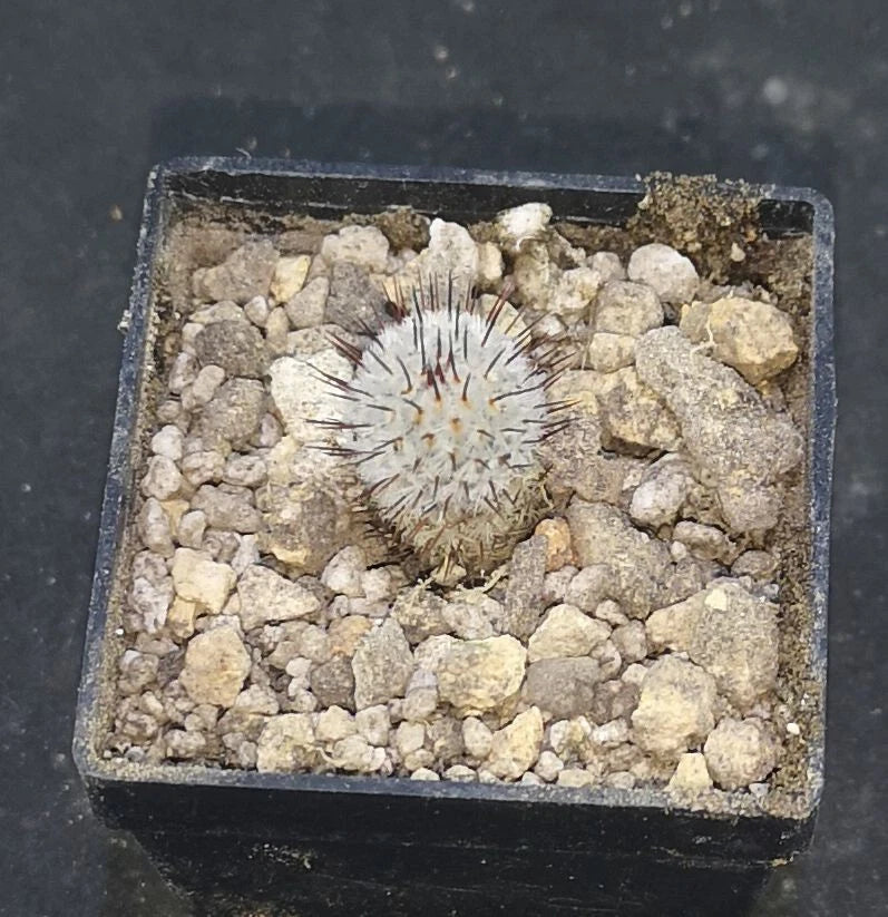 Mammillaria perezdelarosae andersoniana,   read description!