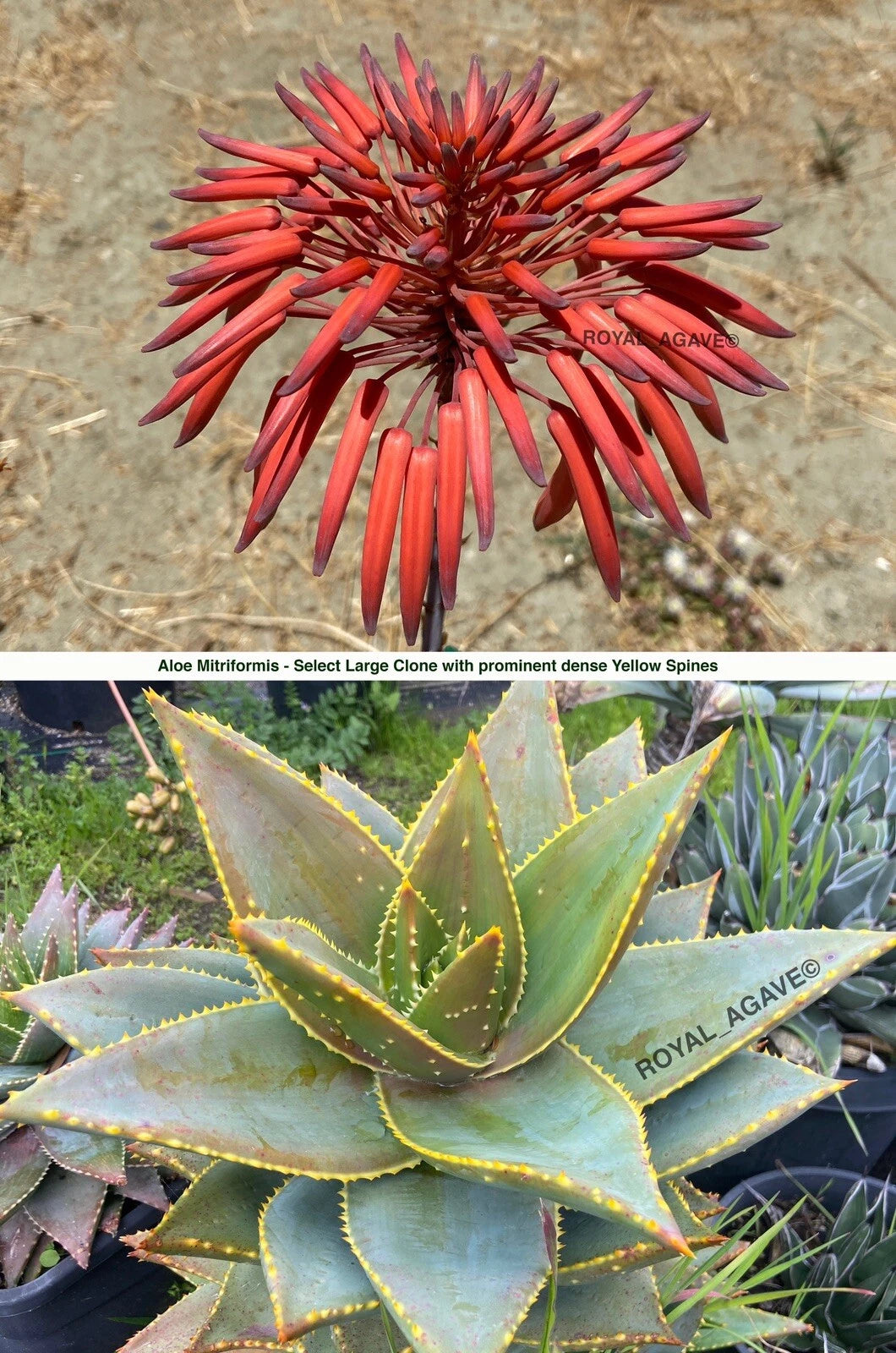 Aloe Mitriformis - Select Clone Seedlings!! Large type with Dense Yellow Spines!