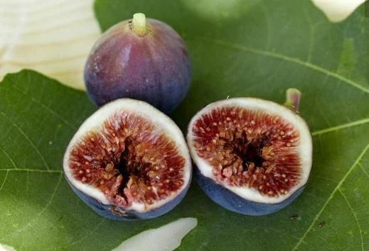 Fig Tree - 'Black Mission' - Fruiting Fig Tree - Ficus Carica