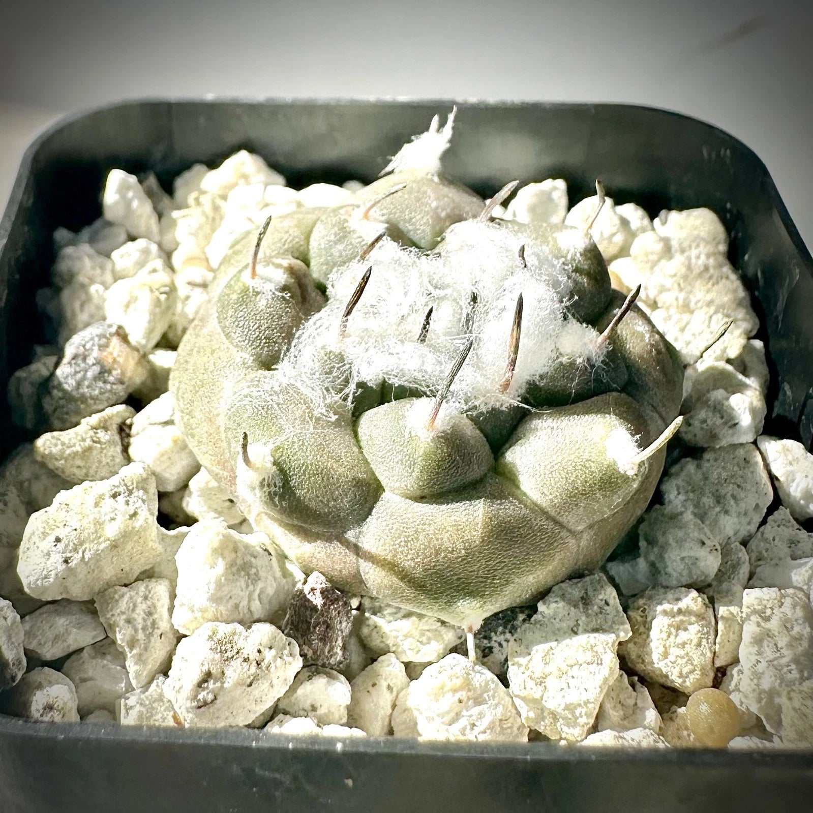 Turbinicarpus Jauernigii Seed Grown Cactus US SELLER