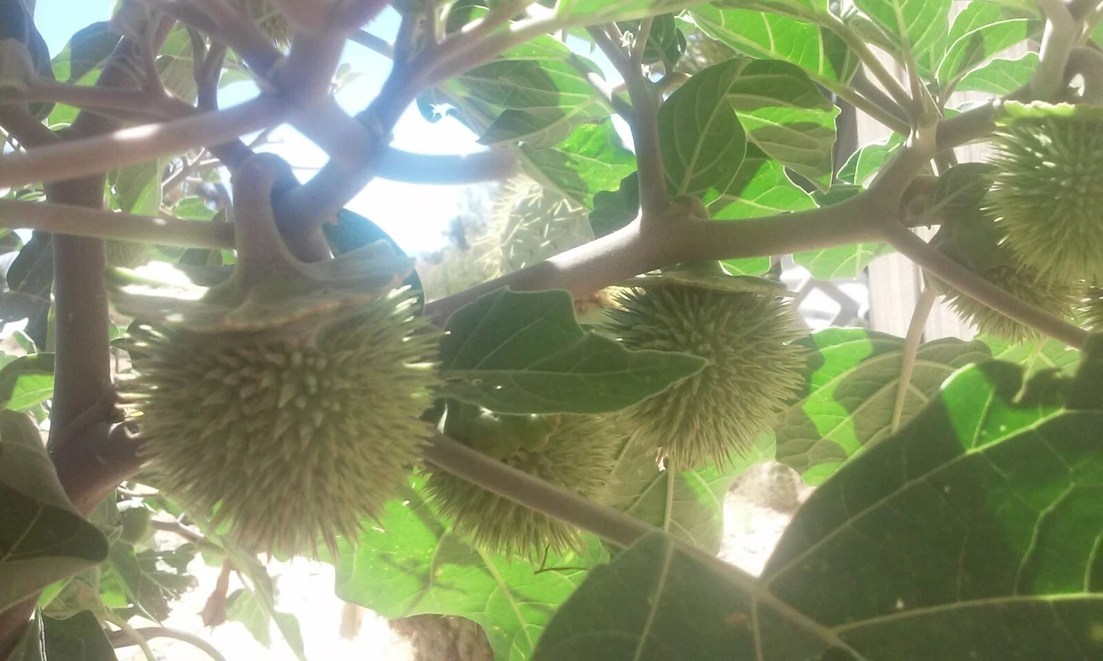 Sacred Datura Seeds Datura wrightii -20 seeds-