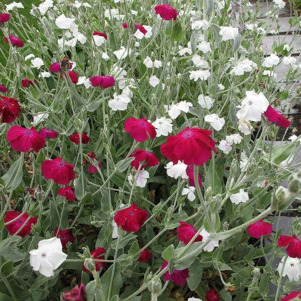 CAMPION Lychnis Coronaria mix - 30 SEEDS. *FREE S&H*