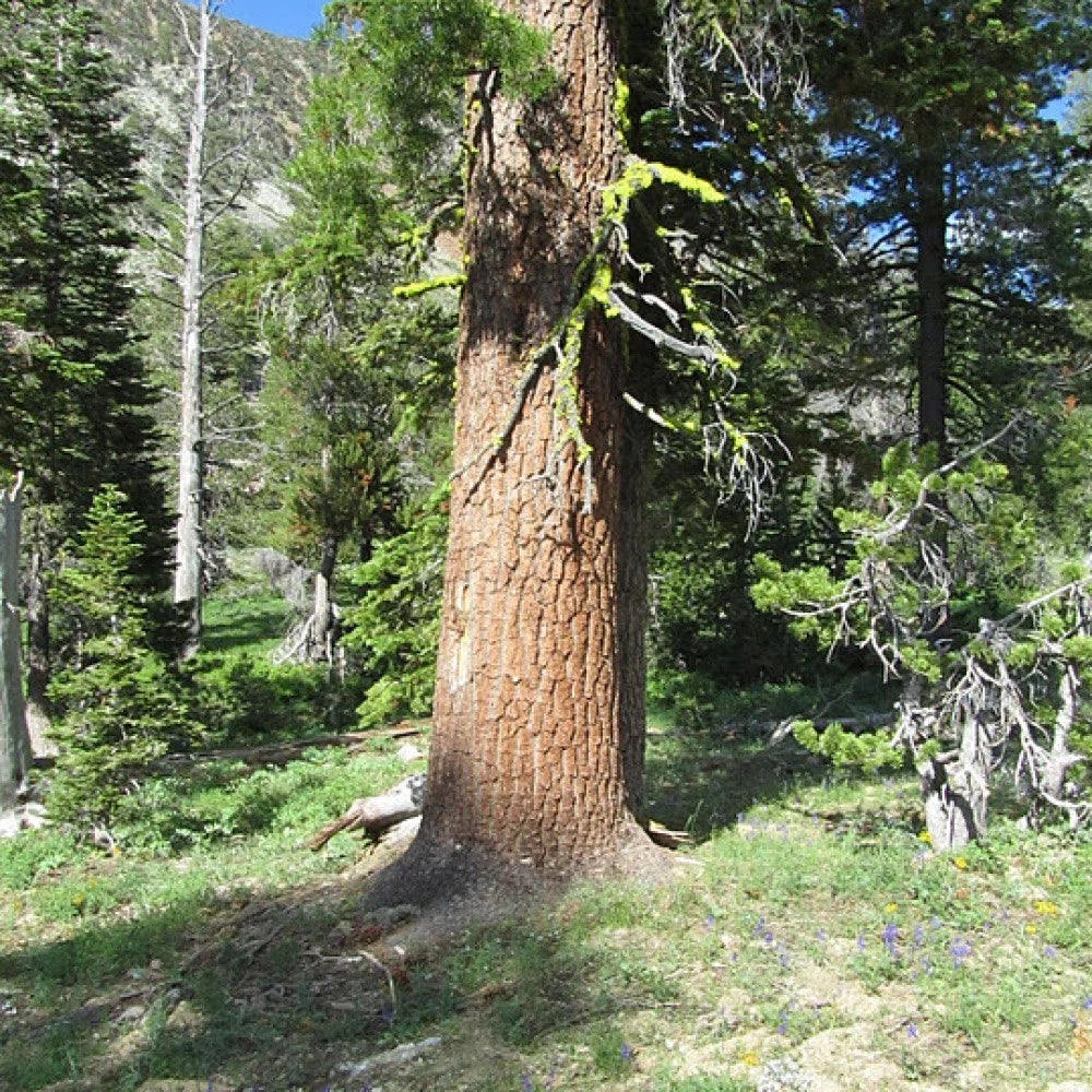 CALIFORNIA WHITE PINE Pinus Monticola - 20 SEEDS