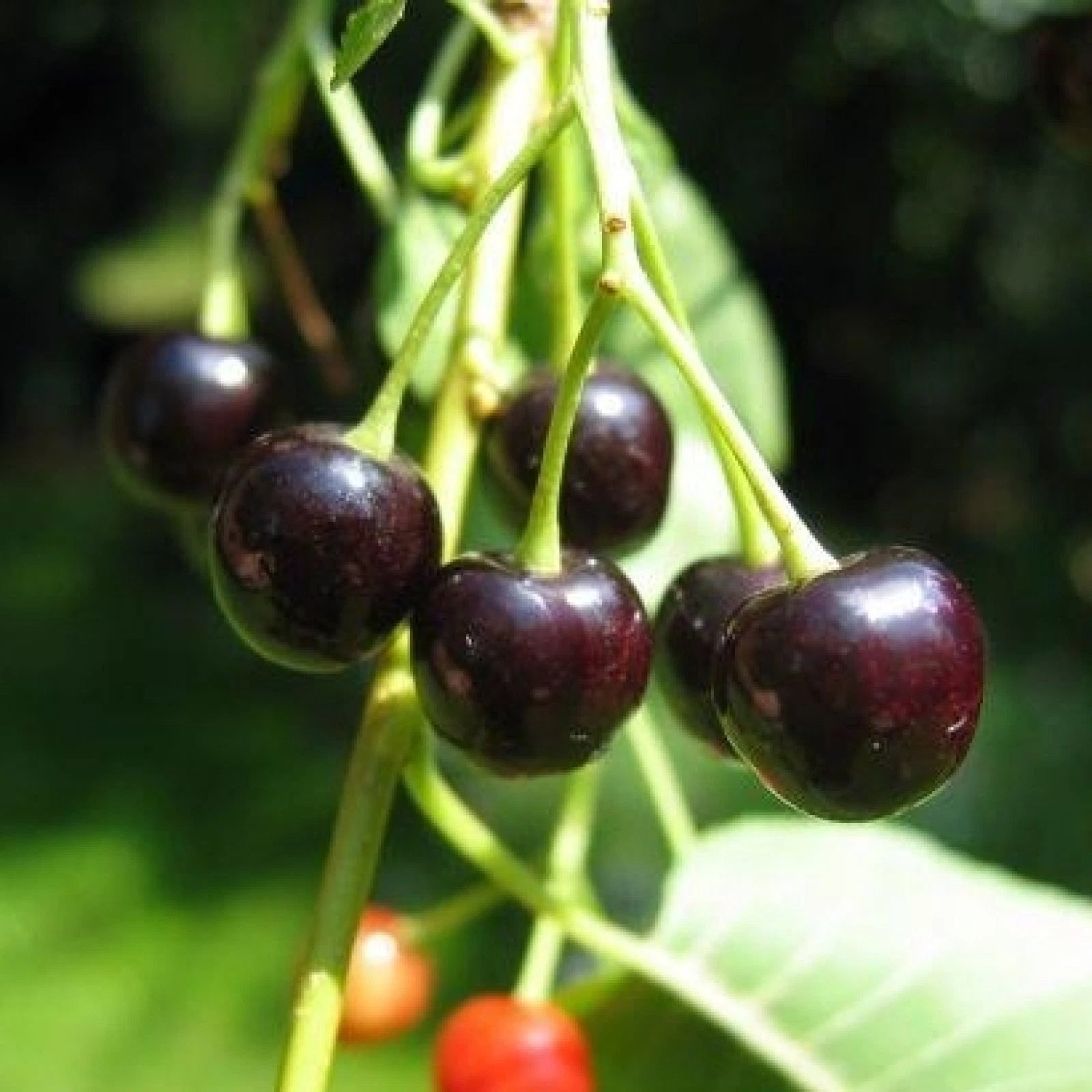 MAHALEB CHERRY Prunus Mahaleb - 20+ SEEDS