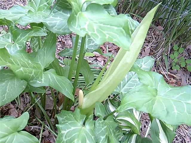 15 ITALIAN ARUM SEEEDS - ARUM ITALICUM